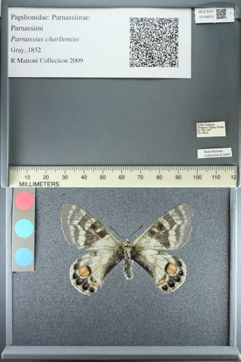 Media type: image;   Entomology 184676